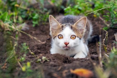 土に体をうずめる猫