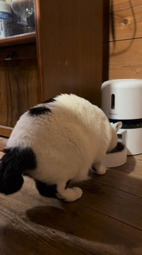 カリカリを食べる猫