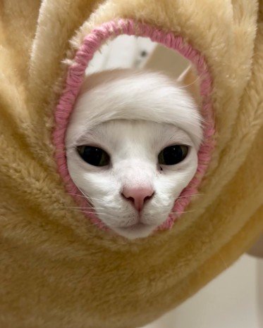 前髪のようなしっぽの猫