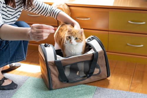 キャリーバッグに入れられる猫