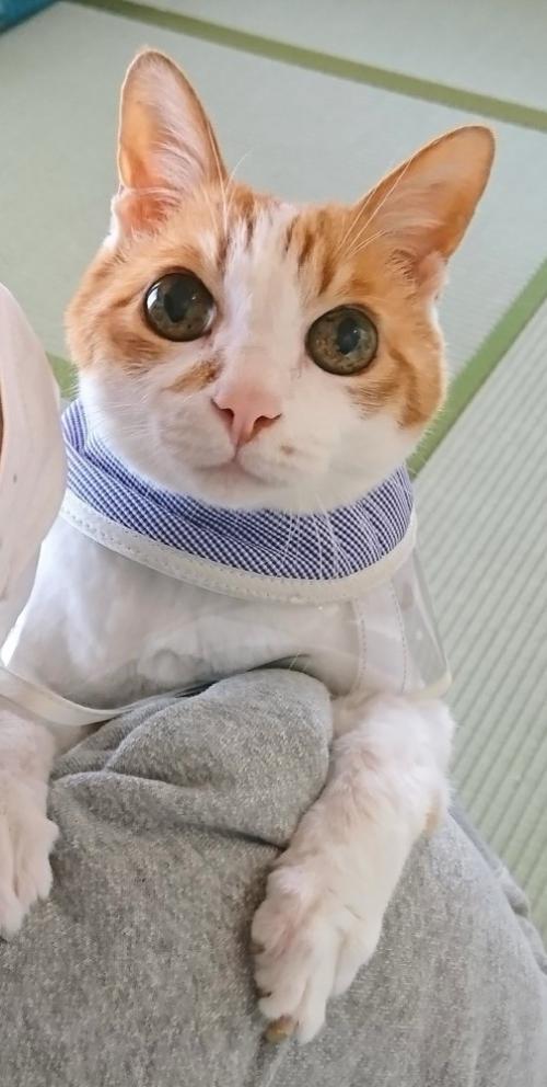 抱っこされている猫