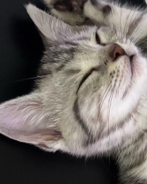 眠る子猫の顔アップ