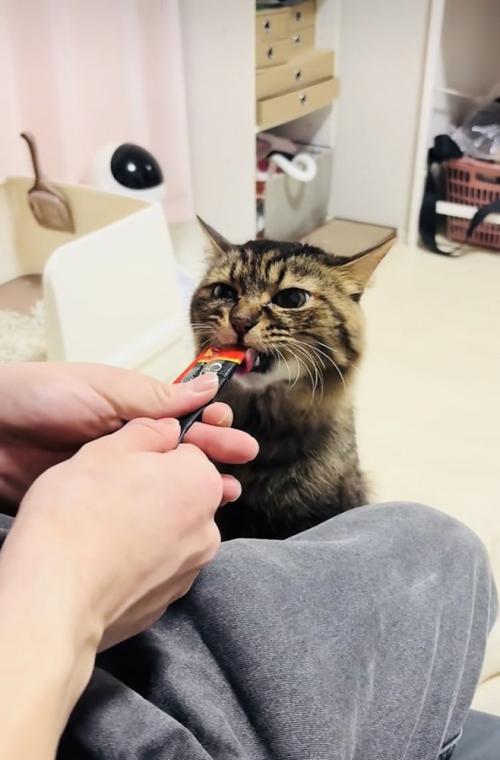 飼い主さんに猫用おやつをもらうキジトラ猫