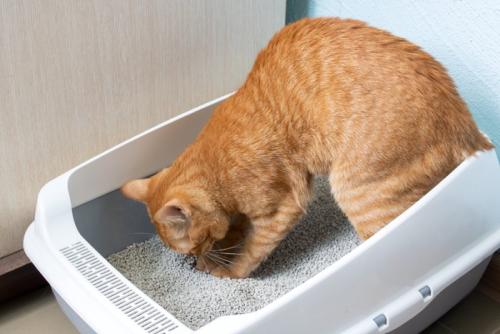 トイレで砂を掘る猫