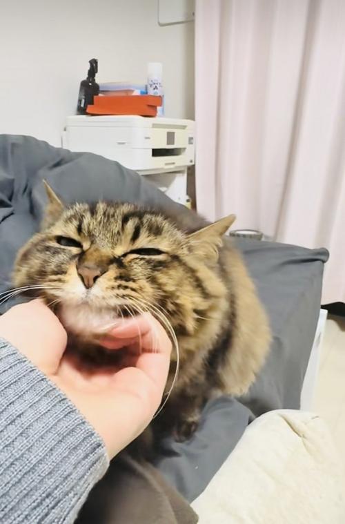 飼い主さんに顎を撫でられるキジトラ猫