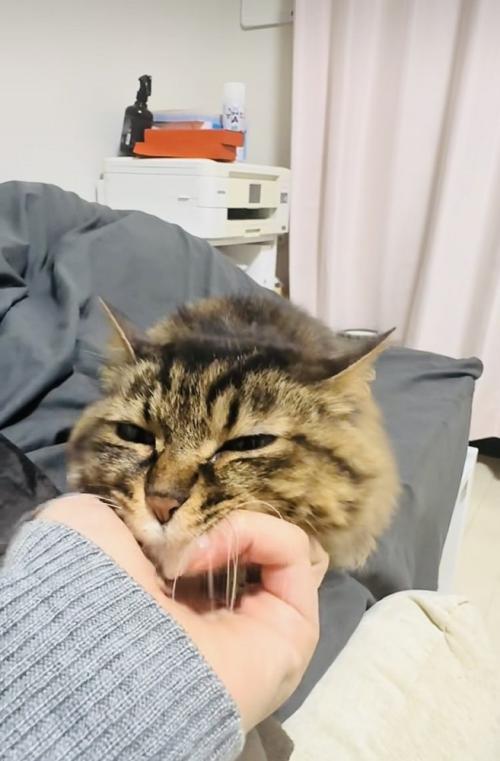 飼い主さんに顎を撫でられるキジトラ猫