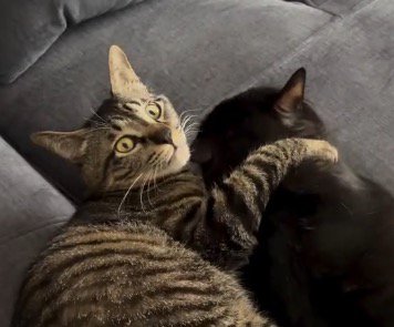 黒猫を抱きしめたまま飼い主の方をふり返るキジトラ猫