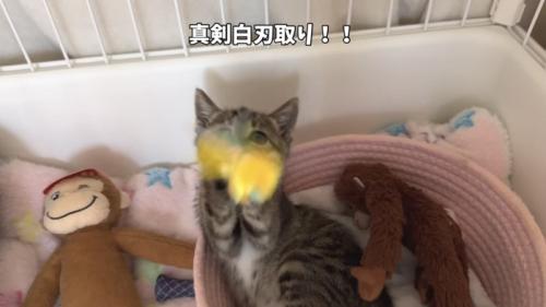 「真剣白刃取り！！」のテロップ写真