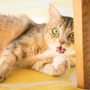 猫が本気で『やめてほしい』と感じているサイン7つ　無視すると信頼を失ってしまう可能性も