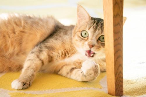 驚き顔の猫