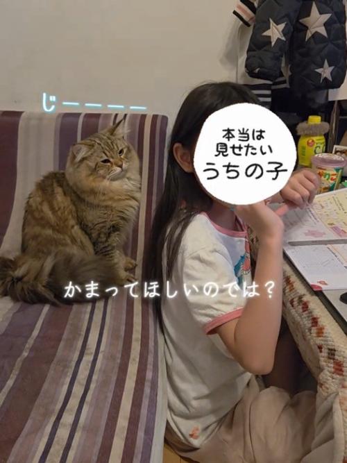 子どもの顔を見つめる猫