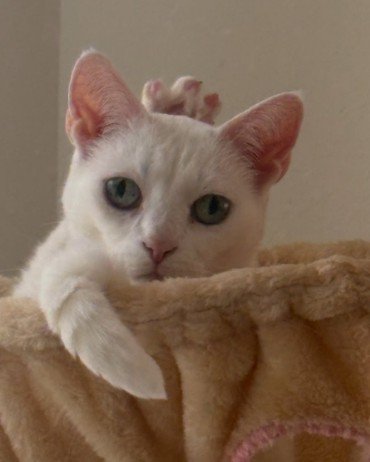 頭の上から足を出している猫