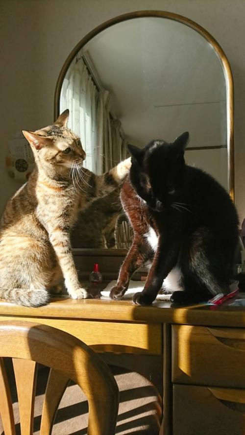 ケンカをしている猫