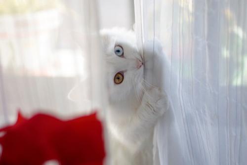 カーテンに噛み付く猫