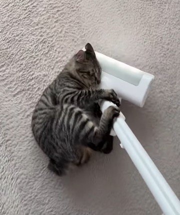 掃除機の頭にしがみつく猫