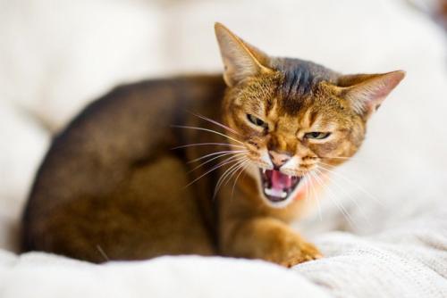 怒り顔の猫