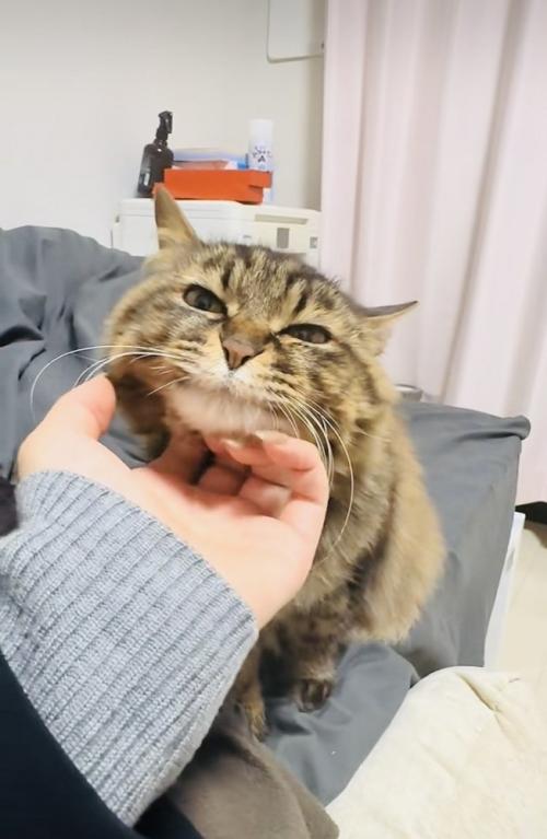 飼い主さんに顎を撫でられるキジトラ猫