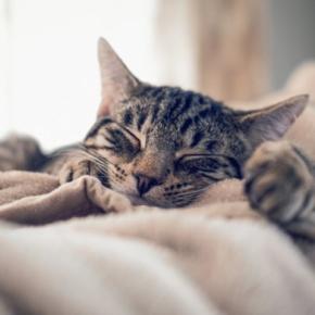 猫が思わず『触りたくなってしまうもの』5選　好奇心を刺激する理由からイタズラの対策方法まで