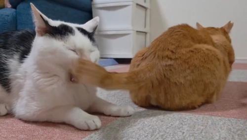 あくびする猫