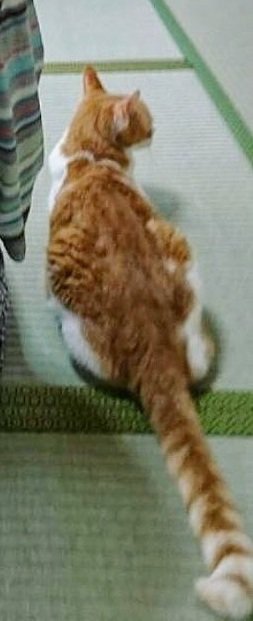 法事に参加する猫