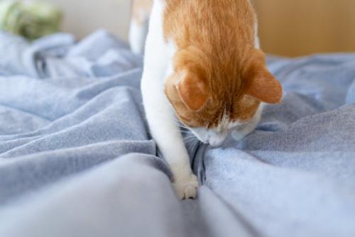 布団を掘っている猫