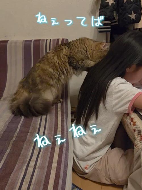 子どもの肩に両方の前足を乗せる猫