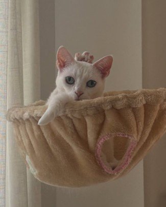 頭の後ろに何かが見える猫
