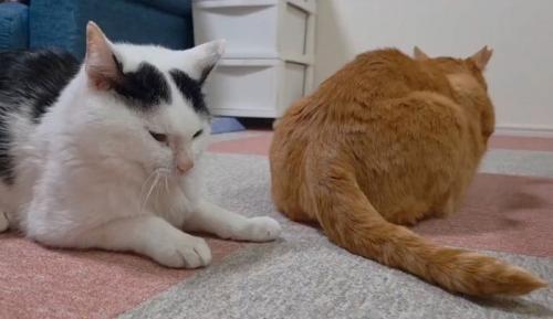 2匹の猫