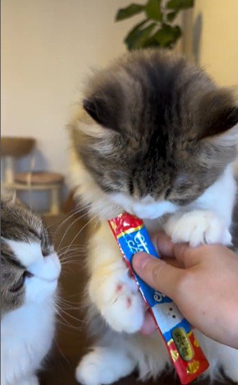 チュールをもらっている2匹の猫