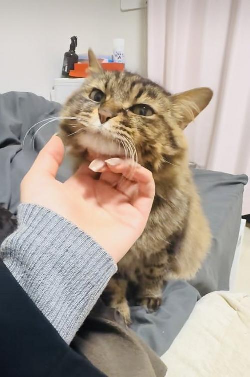 飼い主さんに顎を撫でられるキジトラ猫