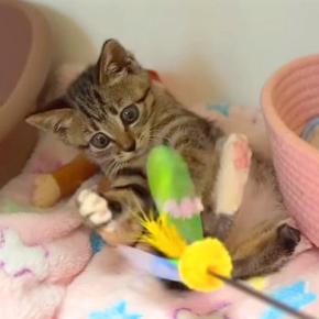 保護されてから５日目の子猫→いっしょに『猫じゃらし』で遊んだら、両前足で…『尊い光景』に反響「真剣白刃取りお見事」「心臓やられた」