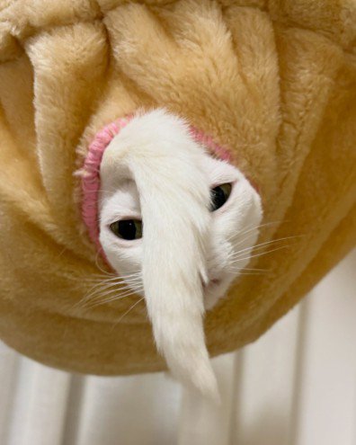 しっぽを顔の前に垂らす猫