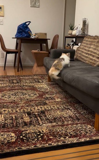 ソファに飛び乗っている猫