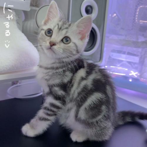 サバ柄の子猫の全身