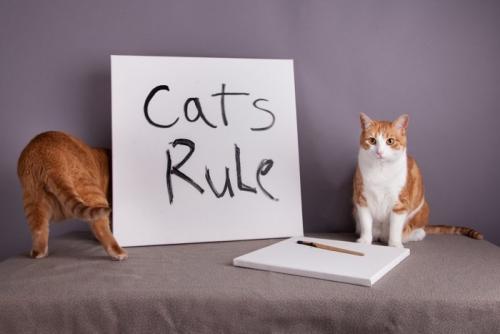 キャットルール(Cat Rule)と書かれたボードと猫