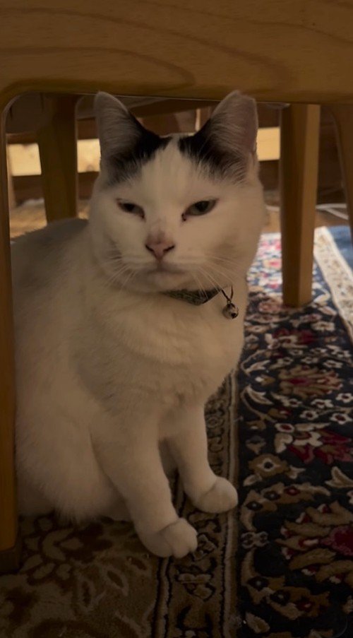 瞬きを返す猫