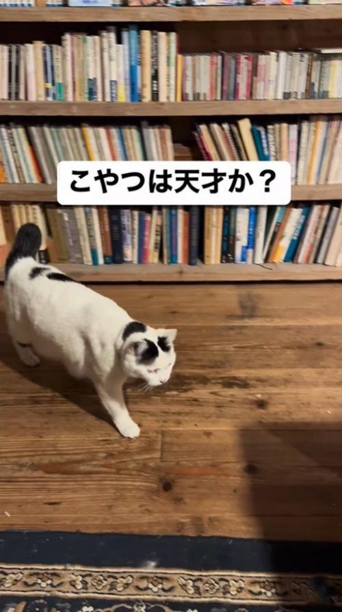 部屋に入ってくる猫