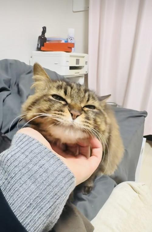 飼い主さんに顎を撫でられるキジトラ猫