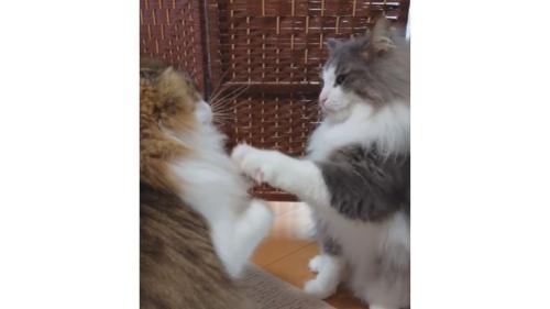 喧嘩している猫