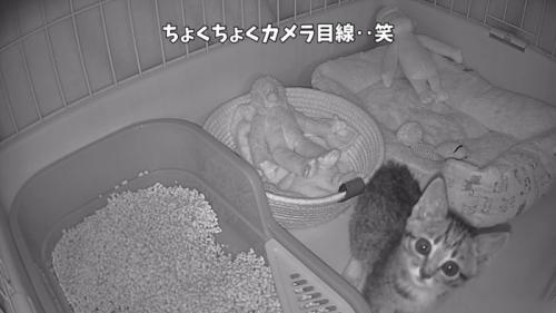 「ちょくちょくカメラ目線...」のテロップ写真