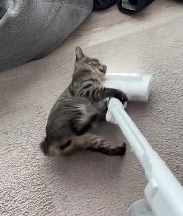 掃除機の頭に掴みかかる猫