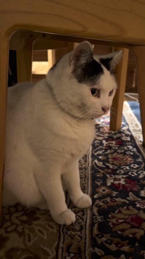 じっと見つめる猫