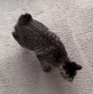 掃除機を間近で見つめる猫