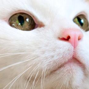 猫の『鼻の色』が変化するのはなぜ？考えられる原因3選　正常な変化や病気を疑うべきサインも解説