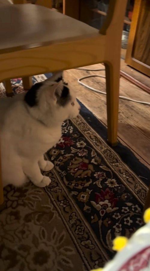 テーブルの下で待つ猫
