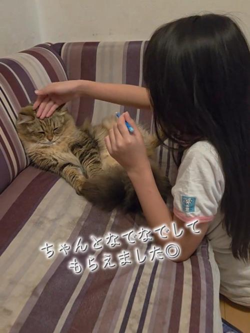 なでられる猫