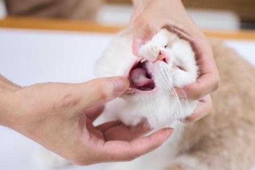 子猫の口を開ける