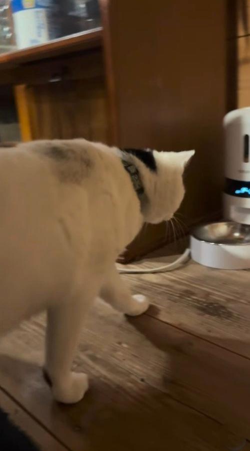 給餌器へ駆け寄る猫