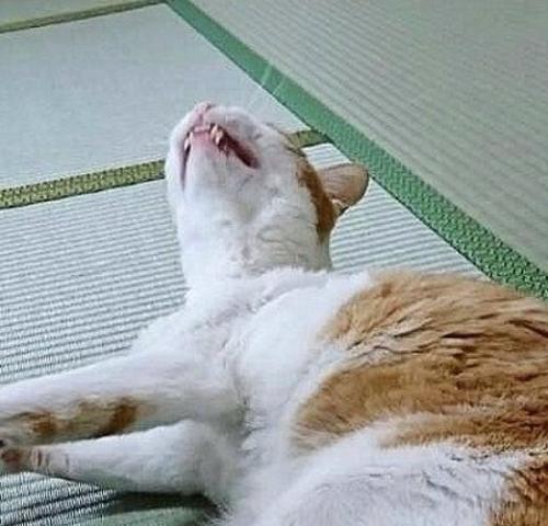 歯をむき出しにしている猫
