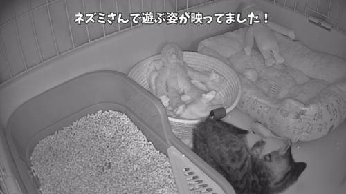 「ネズミさんで遊ぶ...」のテロップ写真